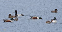 Pied billed Grebe and company